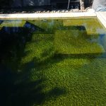 Eco Swimming Pool